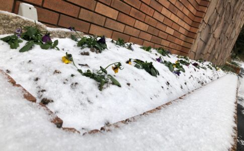 雪　花壇