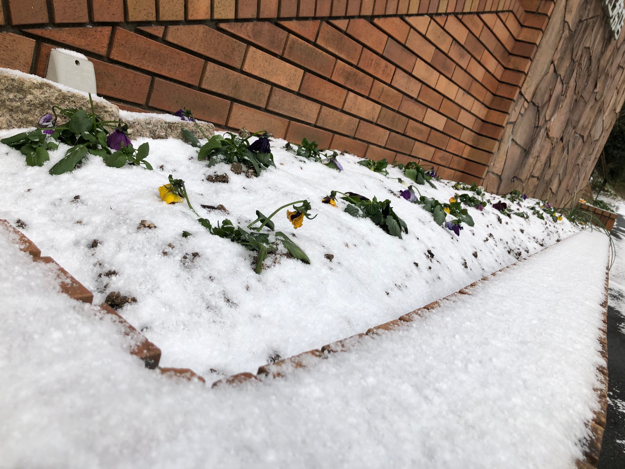 雪　花壇