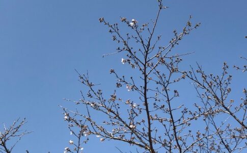 桜　有限会社横溝工務店