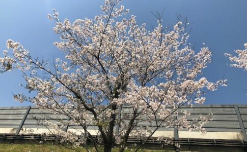 桜　有限会社横溝工務店