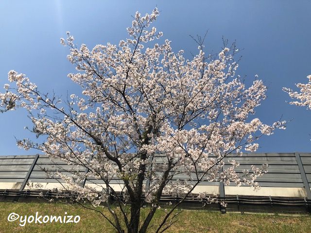 桜　有限会社横溝工務店