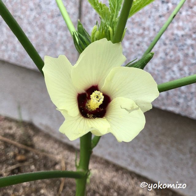 オクラの花