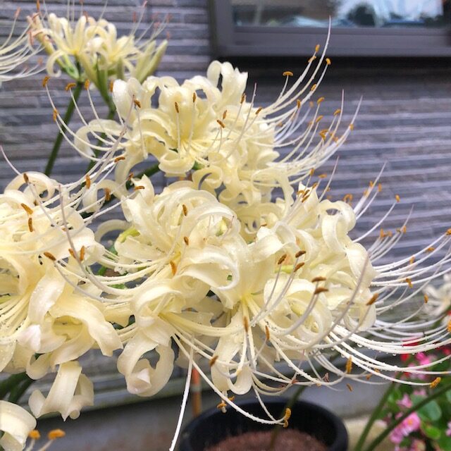 彼岸花