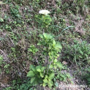 紫陽花 有限会社横溝工務店