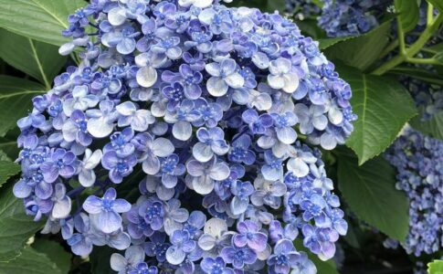 紫陽花
