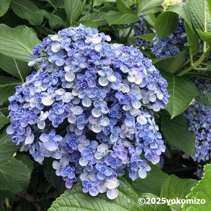 紫陽花